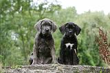 CANE CORSO 1131